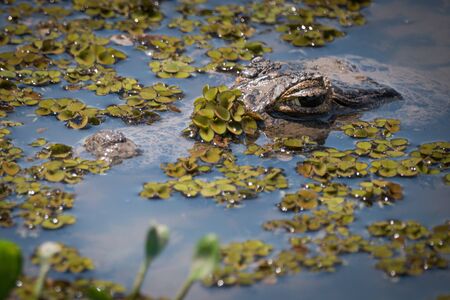 Yacare caiman surfacing through plants in riverの写真素材