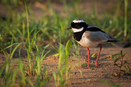 Pied plover walking through grass on beachの写真素材