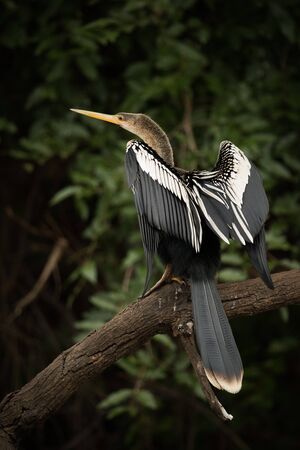 Anhinga perched on dead branch stretching wingsの写真素材