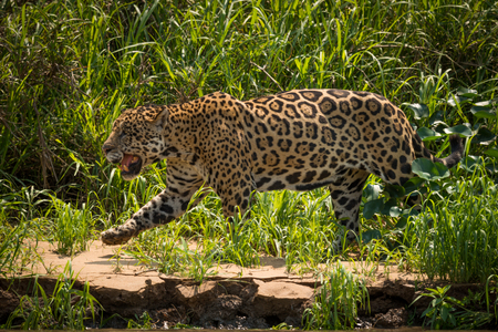 Jaguar walking through grass along river bankの写真素材