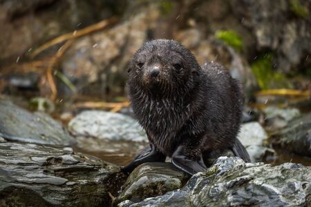 Wet Antarctic fur seal pup in snowの写真素材