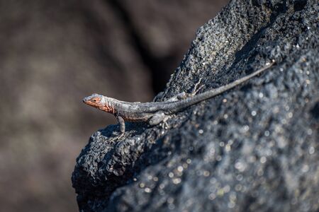 Lava lizard perched on rock in sunshineの写真素材