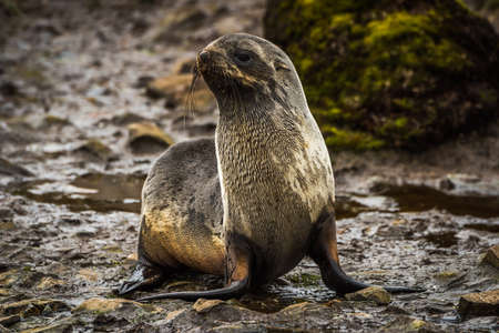 Antarctic fur seal lying beside mossy rockの写真素材