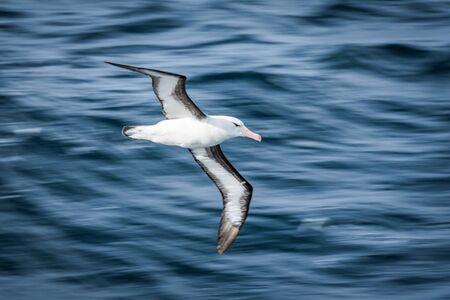 Black-browed albatross gliding over deep blue wavesの写真素材