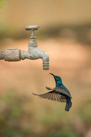 Male purple sunbird hovers under outdoor tapの写真素材