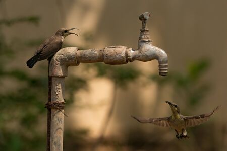 Sunbird watches another hover under outdoor tapの写真素材