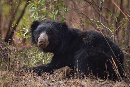 Sloth bear lying in bushes lifts headの写真素材