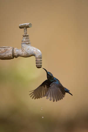 Purple sunbird drinks from dripping outdoor tapの写真素材