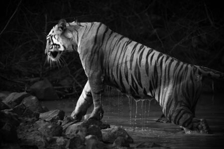 Bengal tiger leaves water hole in monoの写真素材