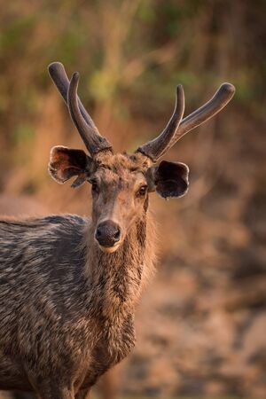 Close-up of male sambar deer from frontの写真素材