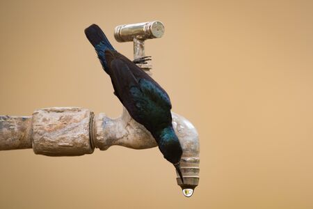 Purple sunbird bends to drink from tapの写真素材