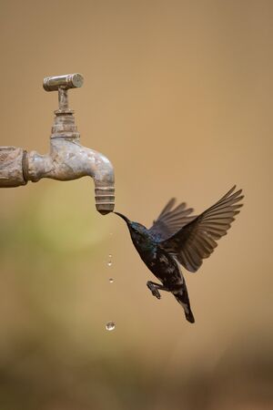 Purple sunbird drinks from dripping garden tapの写真素材