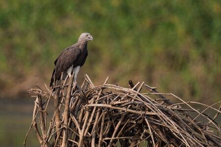 Grey-headed fish eagle on pile of branchesの写真素材