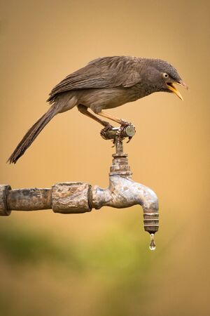 Jungle babbler on dripping tap looking downの写真素材