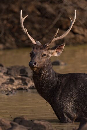 Close-up of male sambar deer in sunshineの写真素材