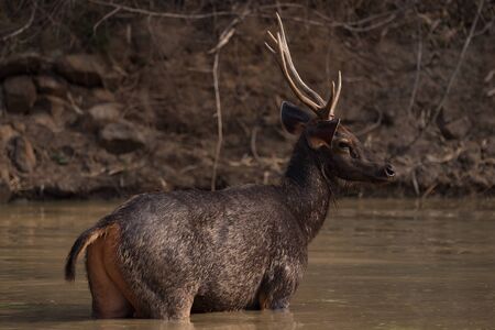 Male sambar deer standing in sunlit waterの写真素材