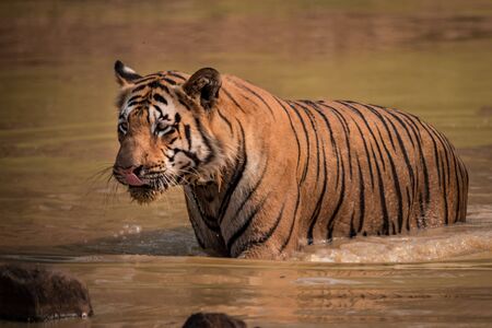 Bengal tiger wades through muddy water holeの写真素材