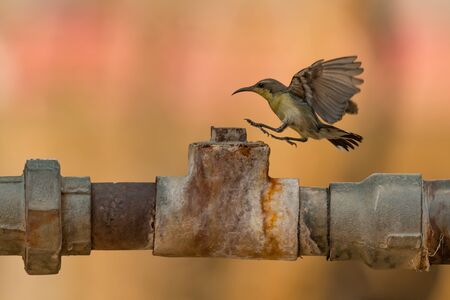 Female purple sunbird lands on metal pipeの写真素材