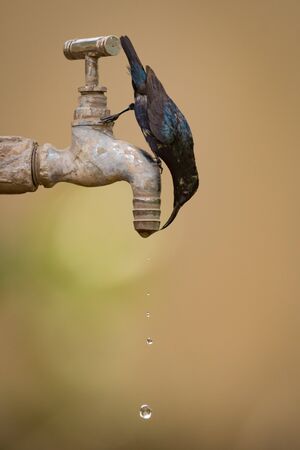 Purple sunbird drinking upside-down from outdoor tapの写真素材