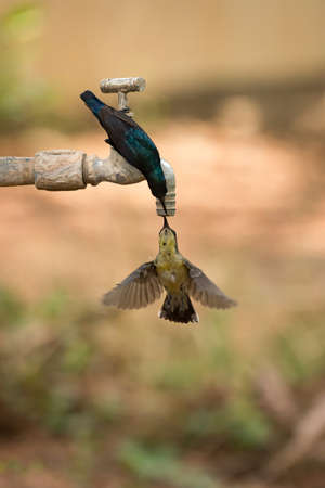 Pair of purple sunbirds drink from tapの写真素材