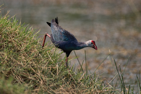 Purple moorhen descends grassy hill by waterの写真素材