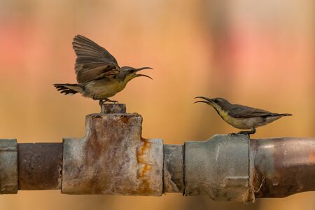 Two female purple sunbirds sing on pipeの写真素材
