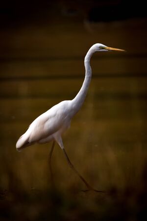 Intermediate egret striding through lake in shadowsの写真素材
