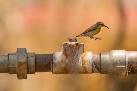 Female purple sunbird jumps off metal pipeの写真素材