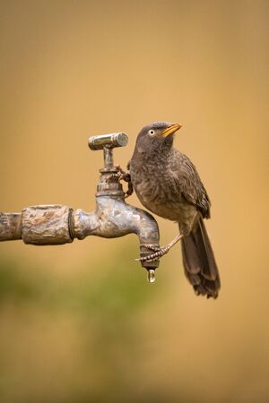 Jungle babbler looking up from dripping tapの写真素材
