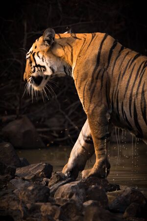 Bengal tiger leaves water hole dripping wetの写真素材