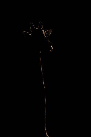 Close-up of giraffe silhouetted against black backgroundの写真素材
