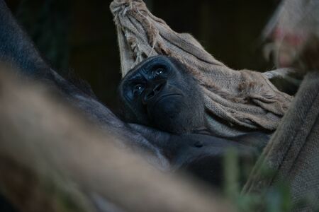 Gorilla lying in rope hammock looking up