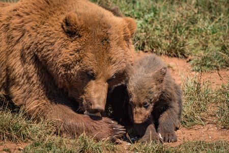 Close-up of brown bear mother and cubの写真素材