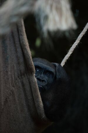Gorilla in shady rope hammock scratches headの写真素材