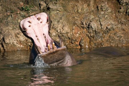 Hippopotamus opening mouth wide in calm waterの写真素材