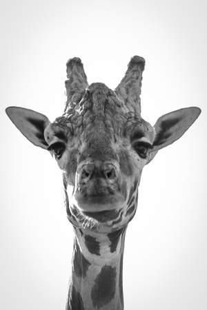 Mono close-up of giraffe staring at cameraの写真素材