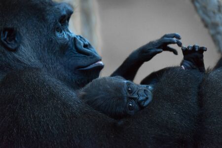Gorilla baby in arms of watching motherの写真素材