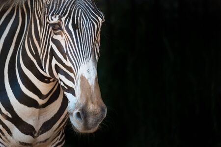 Close-up of Grevy zebra staring forwardの写真素材