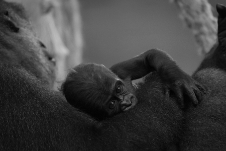 Mono baby gorilla on arm of mother