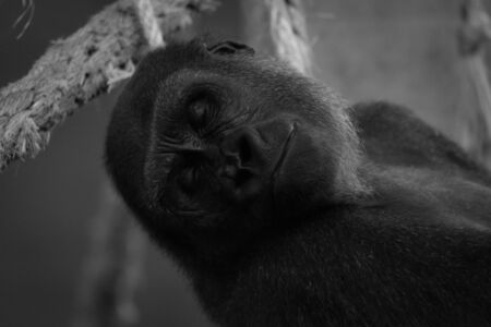 Mono close-up of sleeping gorilla in hammockの写真素材