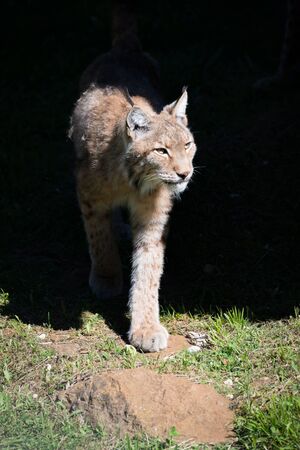 Lynx steps out of shadows on grassの写真素材
