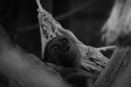 Mono gorilla lying in hammock looking upの写真素材