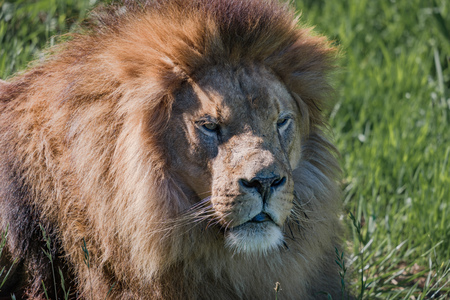 Close-up of male lion lying in grass