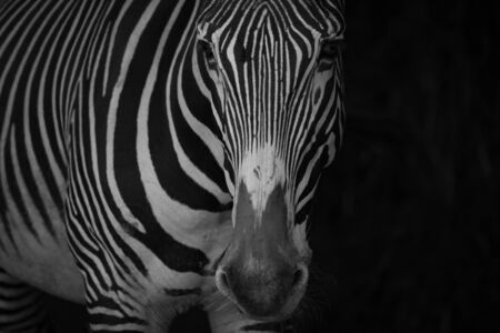 Mono close-up of Grevy zebra in blacknessの写真素材