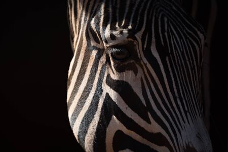 Close-up of Grevy zebra head catching sunlightの写真素材