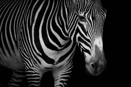 Mono close-up of Grevy zebra looking downwardsの写真素材