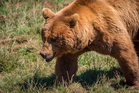 Close-up of brown bear walking in grassの写真素材