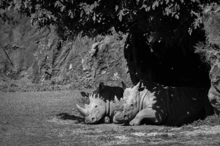 White rhinoceros dozing in shade in monoの写真素材