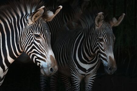 Close-up of Grevy zebra mother by foalの写真素材