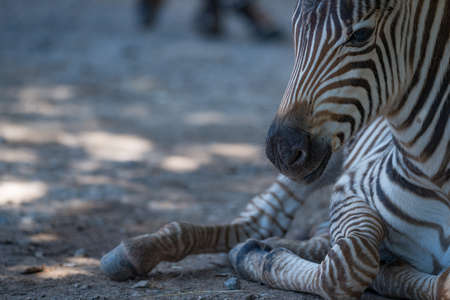 Close-up of baby Grevy zebra lying downの写真素材